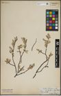 Foto von Salix lapponum L.